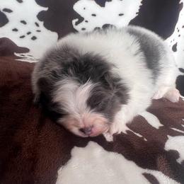 Boy 1 - Blue parti male Pomeranian puppy in Newalla, Oklahoma from Classy Poms