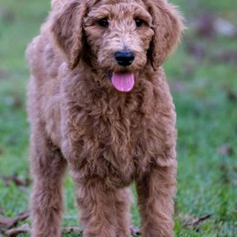 White Collar - Red  female Poodle puppy in Cleveland, Texas from Mayday Quality Poodles