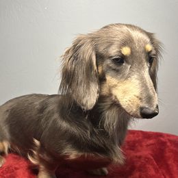 Treasure - Dachshund