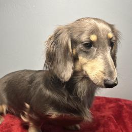 Treasure - Dachshund