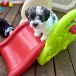 Havanese Puppies from PNW Havanese