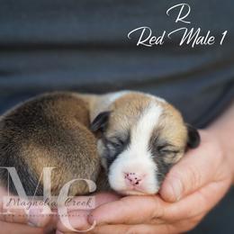Rex - Red male Pembroke Welsh Corgi puppy in Straughn, Alabama from Magnolia Creek Corgis