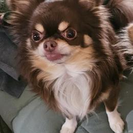 Chewy - Chihuahua
