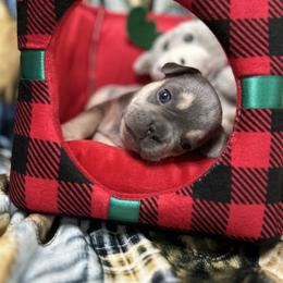 Parker - Blue male French Bulldog puppy in Peru, Indiana from Angie's Little Bostons And Frenchies