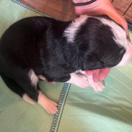 Liberty - Black and white female Border Collie puppy in Salem, Oregon from Croisan Creek Border Collies