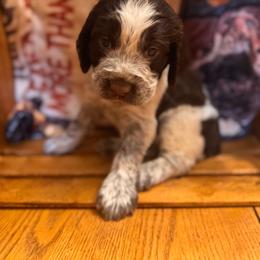 Molly - Liver white and roan female English Springer Spaniel puppy in Braidwood, Illinois from A & R Springers