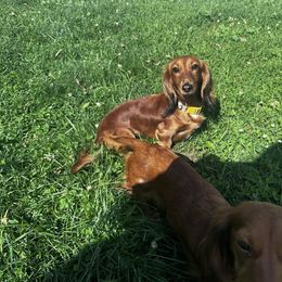 Honey Girl - Dachshund