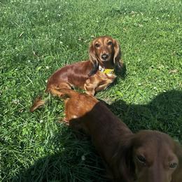 Honey Girl - Dachshund