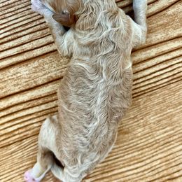 Goldendoodle and Poodle Puppies from SnickerDoodlePups