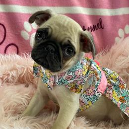 Harper - Fawn female Pug puppy in Hesperia, California from Amatskennel - Stubby Tails Ranch
