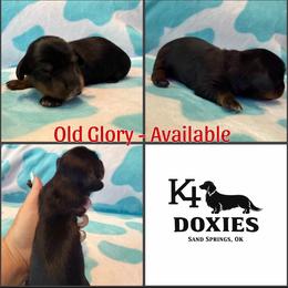 Old Glory - Black and tan male Dachshund puppy in Tulsa, Oklahoma from K4 Doxies