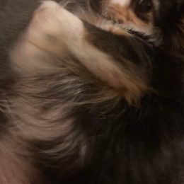 Vixen - Toy Australian Shepherd