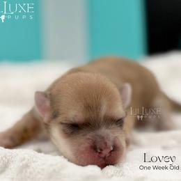 Lovey - Merle female Morkie puppy in Scottsdale, Arizona from Lil Luxe Pups