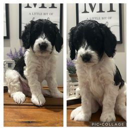Goldendoodle Puppies from Silver Hill Farm SC