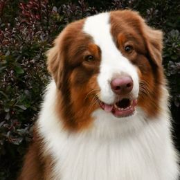 Australian Shepherds from Silver Linings Australian Shepherds
