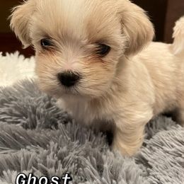 Lhasa Apso Puppies from Lhasa Fur Life