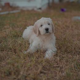 Dalia (pastel green) - Cream female Goldendoodle puppy in Portsmouth, Virginia from Hopping Howlers Ranch