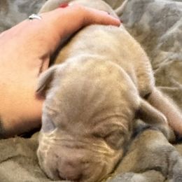 Girl 1 - Silver Great Dane puppy in Pennsylvania from Pocono Mountain Great Danes