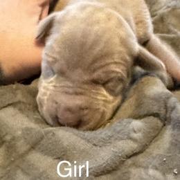 Girl 1 - Silver Great Dane puppy in Pennsylvania from Pocono Mountain Great Danes