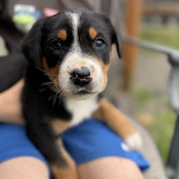 Yellow girl - Black, white and red female Greater Swiss Mountain Dog puppy in Woodland, Washington from Woodland Swissie’s