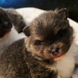 Adkpom Olivia AKC registered 3750 - Blue and tan parti female Pomeranian puppy in Gloversville, New York from ADKPOM Adirondack Pomeranians