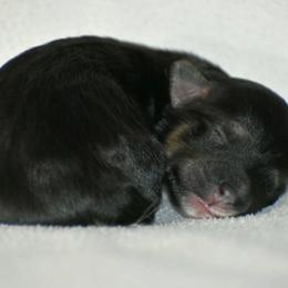 Girl 1 Black - Black and tan female Havanese puppy in Angier, North Carolina from Hoppy Havanese