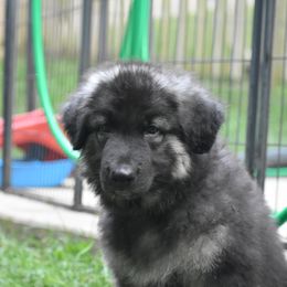 Shiloh Shepherd Puppies from Echo Shilohs