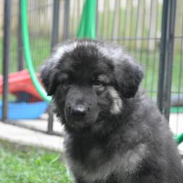 Shiloh Shepherd Puppies from Echo Shilohs