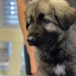 Shiloh Shepherd Puppies from Echo Shilohs