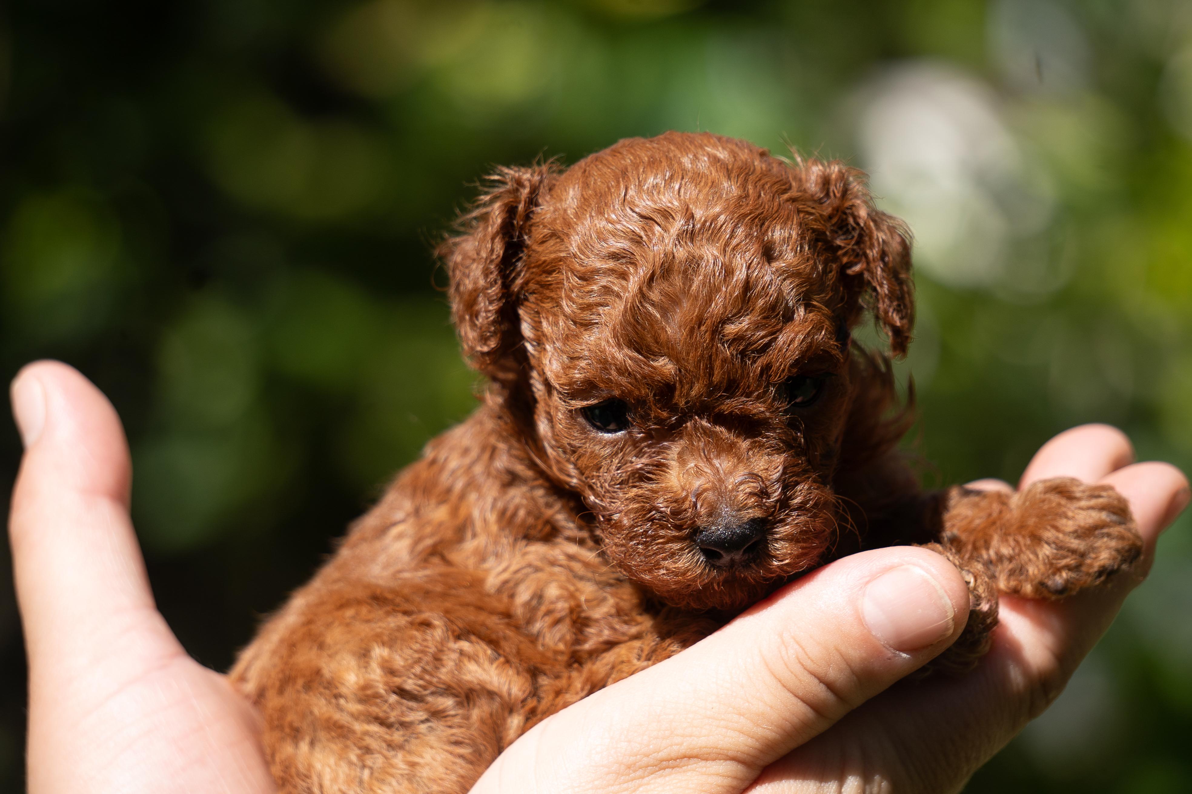 Southern Girls Poodles in Texas | Poodle puppies | Good Dog