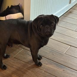 Joey - Pug