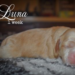 Girl 1 - Buff female Cocker Spaniel puppy in Myerstown, Pennsylvania from The Cocker Cingdom