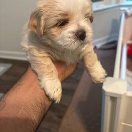 Orange Collar - Cream male Lhasa Apso puppy in Port Royal, Virginia from Hearth and Hound Family Farms