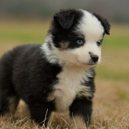 MG - Black tri male Miniature Australian Shepherd puppy in Hartman, Arkansas from Southern Edition Aussies