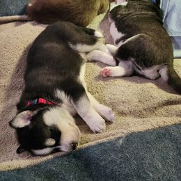 Siberian Husky Puppies from Huffman's Husky House