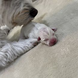 Boy 2 - White West Highland White Terrier puppy in Alabaster, Alabama from Southern Belle Westies