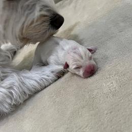 Boy 2 - White West Highland White Terrier puppy in Alabaster, Alabama from Southern Belle Westies
