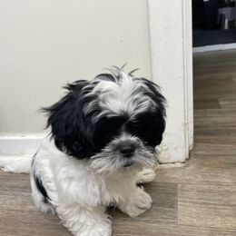 Shih Tzu Puppies from TACG