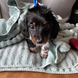 Dachshund Puppies from Daweshunds