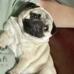 Pugs from Little House Pugs