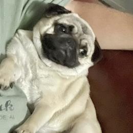 Pugs from Little House Pugs