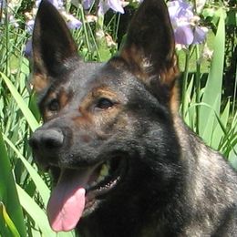 German Shepherds from Wildhaus Kennels Working German Shepherd Dogs