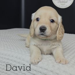 David (7thHeavenLitter) - Cream male Dachshund puppy in Texarkana, Arkansas from Dogwood Acre Dachshunds