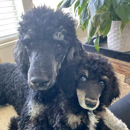 Bernedoodles and Poodles from Crider’s Critters