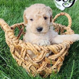 Goldendoodle Puppies from Lauralyn's Goldendoodles
