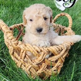 Goldendoodle Puppies from Lauralyn's Goldendoodles
