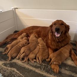 Raya - Golden Retriever