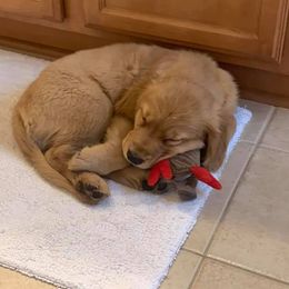 Golden Retriever Puppies from Bella’s Golden Pups