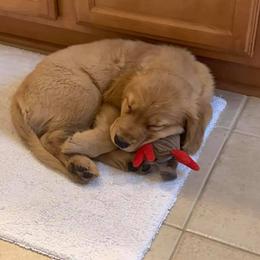 Golden Retriever Puppies from Bella’s Golden Pups