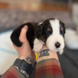 Drizzle - Black tri male Miniature American Shepherd puppy in Phoenix, Arizona from Outlaw Minis